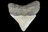 Bargain, Megalodon Tooth - North Carolina #76333-1